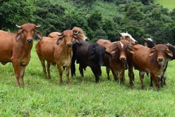 Vacinação contra febre aftosa entra na segunda etapa