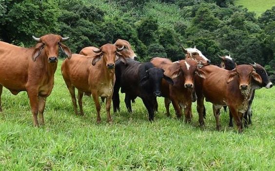Doença da vaca louca: Brasil suspende exportações para a China