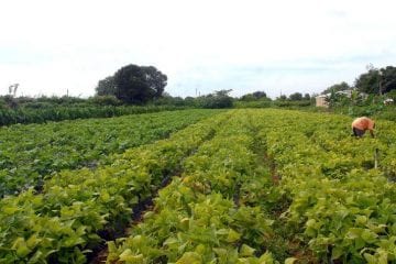 Banco do Brasil reforça linhas de crédito rural com R$ 1 bilhão