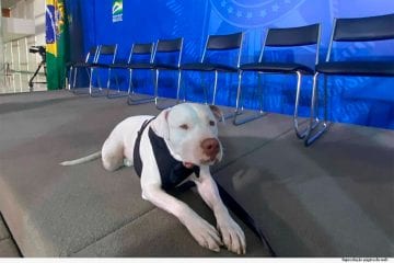 Agressor do cão Sansão será julgado em vara criminal
