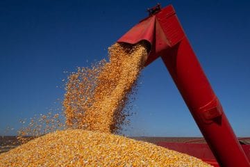 IBGE prevê altas de safra de 4,4% em 2020 e de 1,9% em 2021