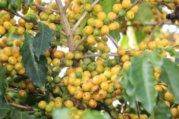 Cafés desenvolvidos pela EPAMIG ganham Prêmio de Cafés do Cerrado