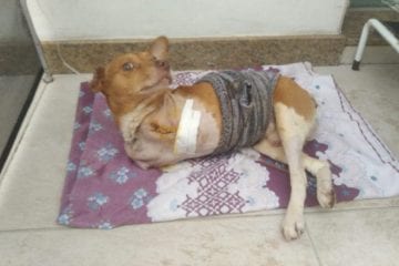 Ampari cria nova “vaquinha” em prol de cachorro que teve patinhas amputadas