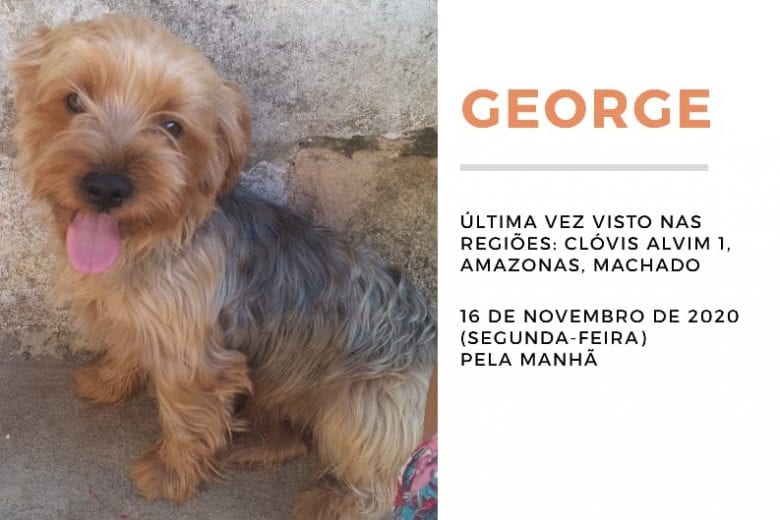 Você viu o George? Família procura cachorrinho desaparecido em Itabira