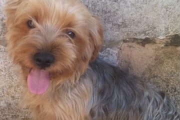 Você viu o George? Família procura cachorrinho desaparecido em Itabira