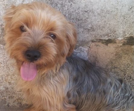 Você viu o George? Família procura cachorrinho desaparecido em Itabira