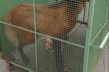 Lobo-guará é capturado em estacionamento de empresa em Sete Lagoas