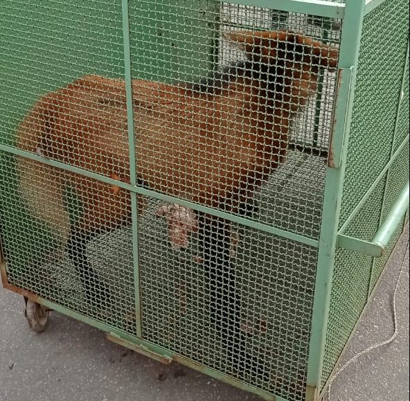 Lobo-guará é capturado em estacionamento de empresa em Sete Lagoas