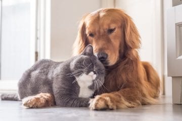 Outubro Rosa Pet: faculdades de BH oferecem atendimento gratuito para prevenção de câncer de mama