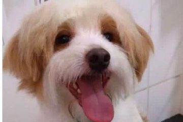 Família pede ajuda para encontrar cachorrinho perdido em Itabira