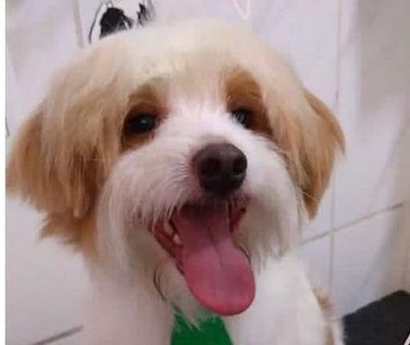 Família pede ajuda para encontrar cachorrinho perdido em Itabira