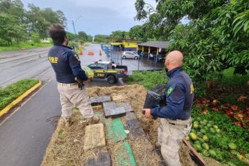 PRF apreende 4 toneladas de maconha em caminhão de melancia; confira vídeo