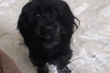 Itabirano procura cachorra que desapareceu no Clóvis Alvim ll