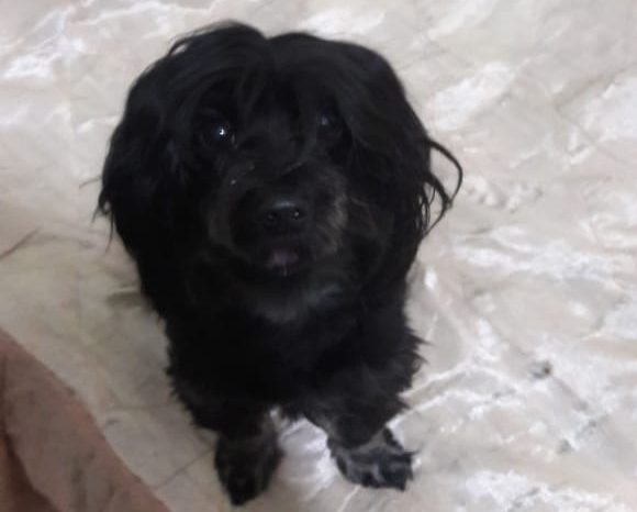 Itabirano procura cachorra que desapareceu no Clóvis Alvim ll