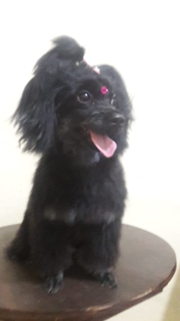 preta cachorra