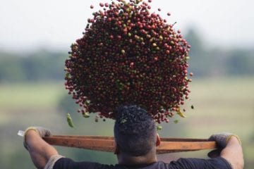 Conab: café terá safra recorde em 2020