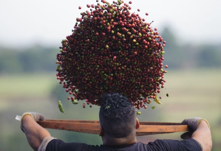 Conab: café terá safra recorde em 2020