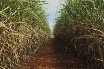 Produção da safra atual de cana-de-açucar deve crescer 3,5%, diz Conab