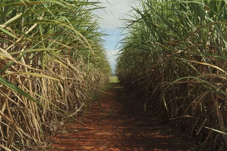 Produção da safra atual de cana-de-açucar deve crescer 3,5%, diz Conab