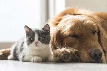 Dezembro Verde alerta sobre maus-tratos e abandono de animais