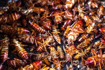 Além de deixar 580 pessoas desalojadas, temporal em Muriaé causa invasão de baratas