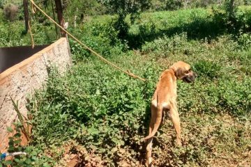 PCMG prende homem que deixou cão amarrado para morrer