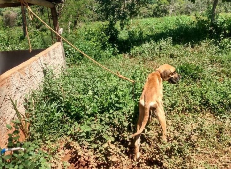 PCMG prende homem que deixou cão amarrado para morrer