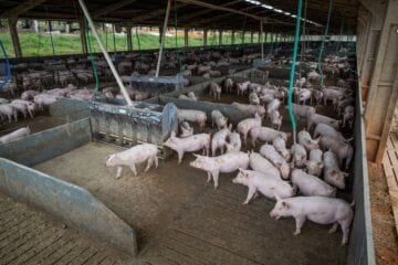 Abate de suínos e frangos cresceu no quarto trimestre de 2020