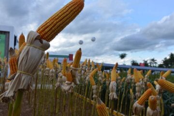 Programa Crédito Rural financia agropecuária com R$ 1,7 bilhão em 2020