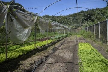 Instrução normativa prevê boas práticas para produção de folhosas