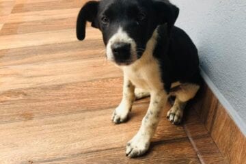 Motoqueiro carrega filhote em sacola e abandona animal em residência de Itabira; veja o vídeo