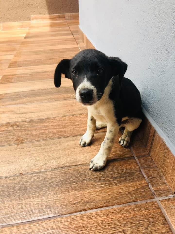 Motoqueiro carrega filhote em sacola e abandona animal em residência de Itabira; veja o vídeo