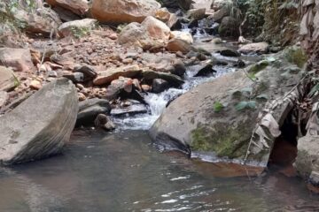 Dia da Água: Secretaria de Meio Ambiente e DAE lançam ações em Monlevade