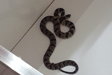 Bombeiros capturam cobra no berço de recém nascida em Itabira