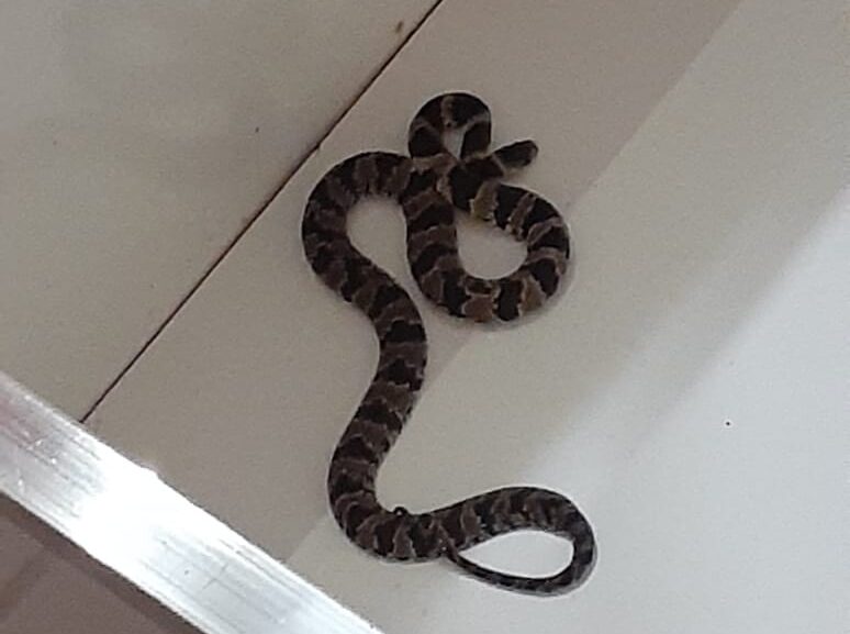 Bombeiros capturam cobra no berço de recém nascida em Itabira