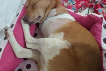 Projeto pode criar próteses para cachorro que sofreu maus-tratos