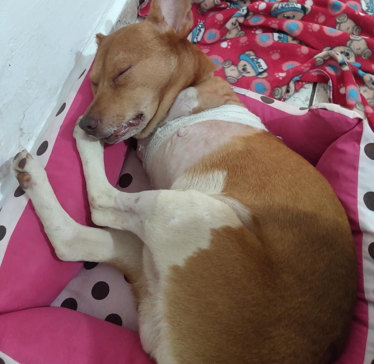 Projeto pode criar próteses para cachorro que sofreu maus-tratos