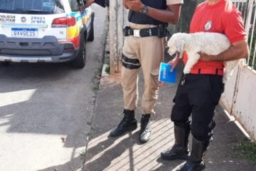 Homem é preso pela PM por furtar cachorro no Centro de Itabira