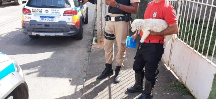 Homem é preso pela PM por furtar cachorro no Centro de Itabira