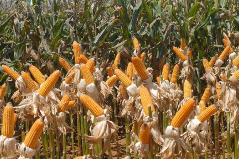 Conab prevê safra de 272,3 milhões de toneladas de grãos em 2020/21