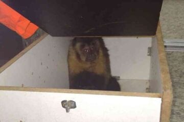 Corpo de Bombeiros captura macaco dentro de supermercado