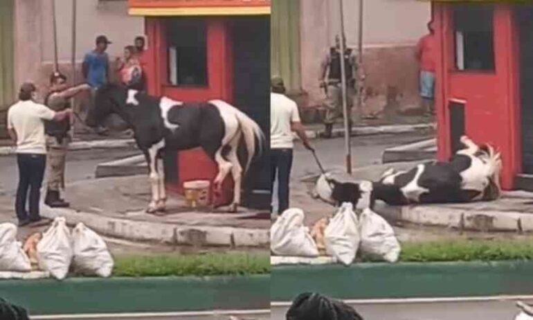 Policial militar sacrifica cavalo e gera revolta nas redes sociais
