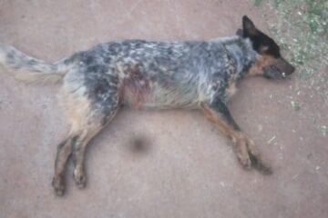 Homem é acusado de matar cachorro de criança a tiro em Itabira