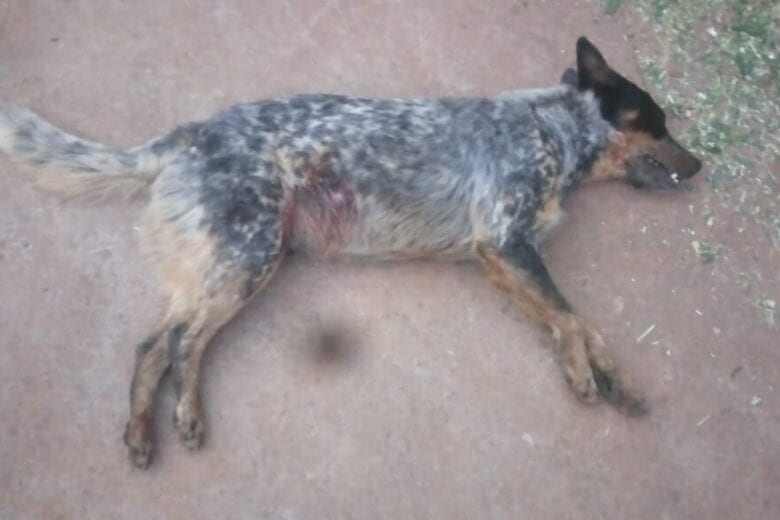 Homem é acusado de matar cachorro de criança a tiro em Itabira