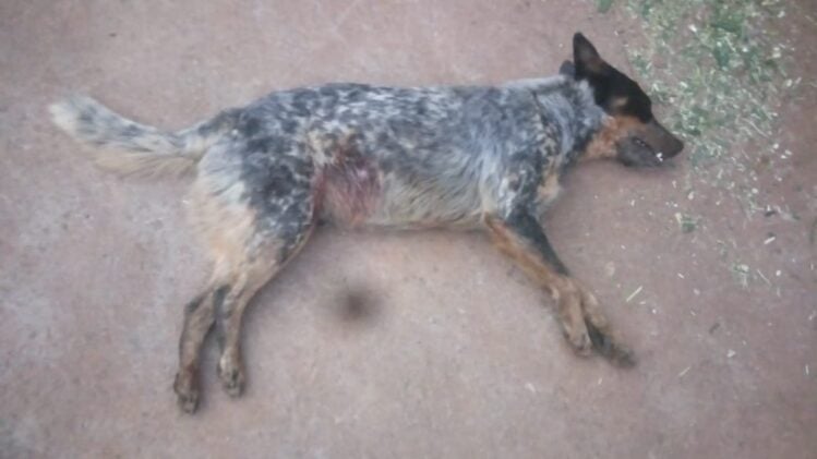 Homem é acusado de matar cachorro de criança a tiro em Itabira