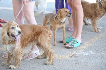 Cão e gato são identificados com anticorpos contra o novo coronavírus