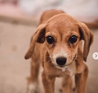 Animais resgatados em tragédia de Santa Maria procuram por um lar