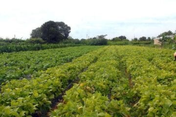 Seguro rural registra 217 mil apólices contratadas em 2021