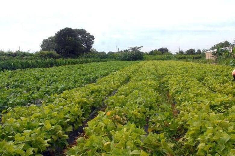 Seguro rural registra 217 mil apólices contratadas em 2021