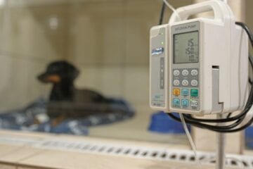 Pesquisa mostra taxa maior de infecção de animais pela covid-19